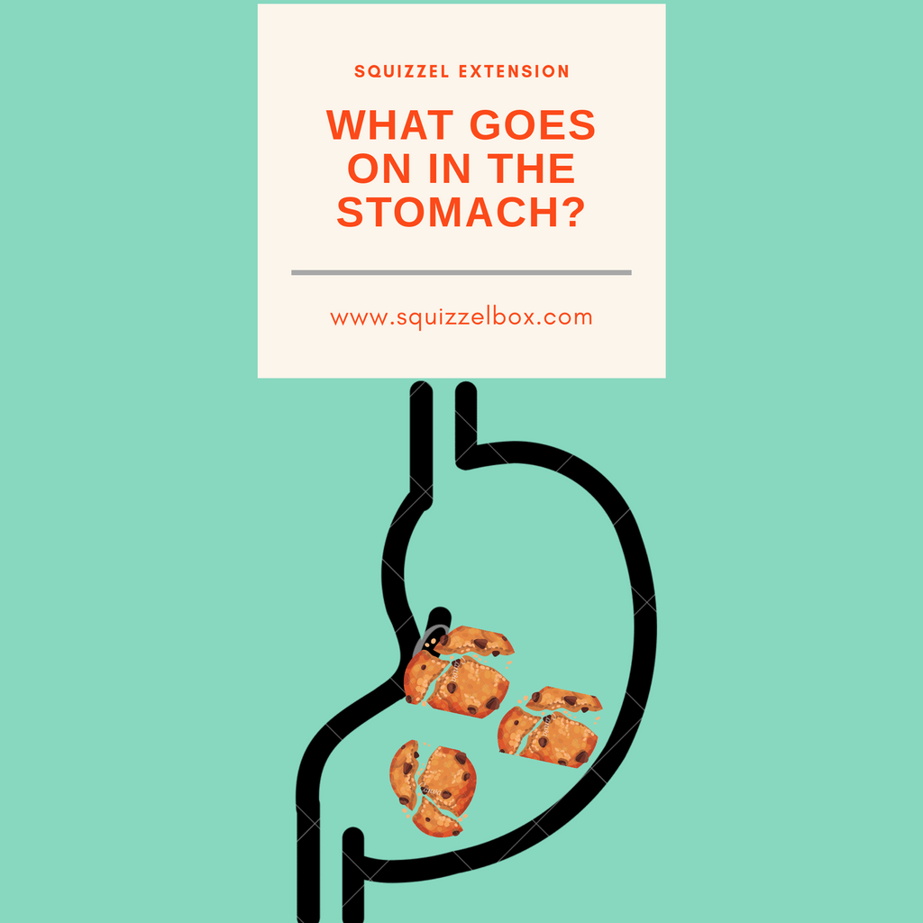 What Goes On In the Stomach? (A visual session on digestion)
