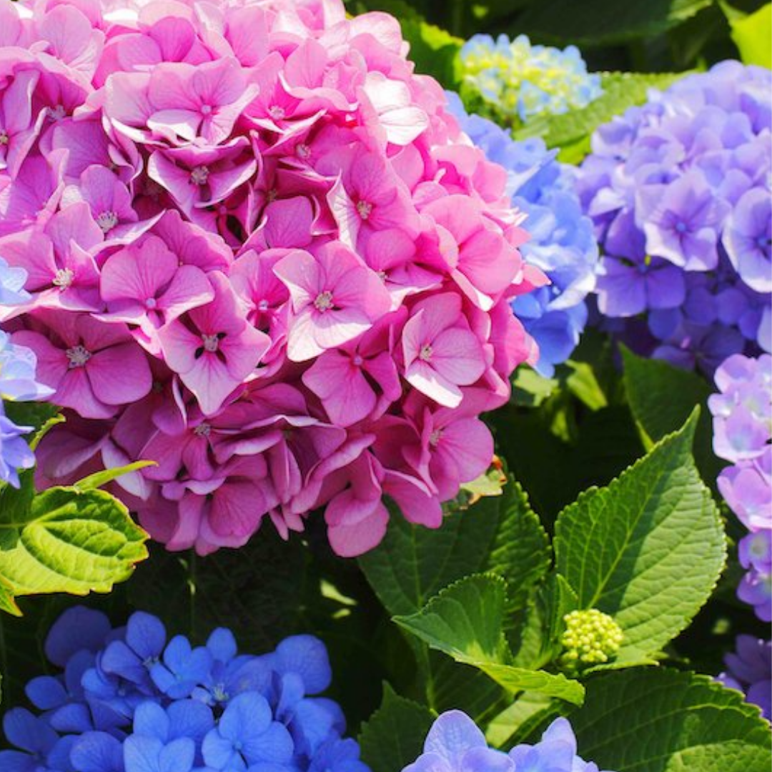 Why do flowers change colour? Squizzel Box