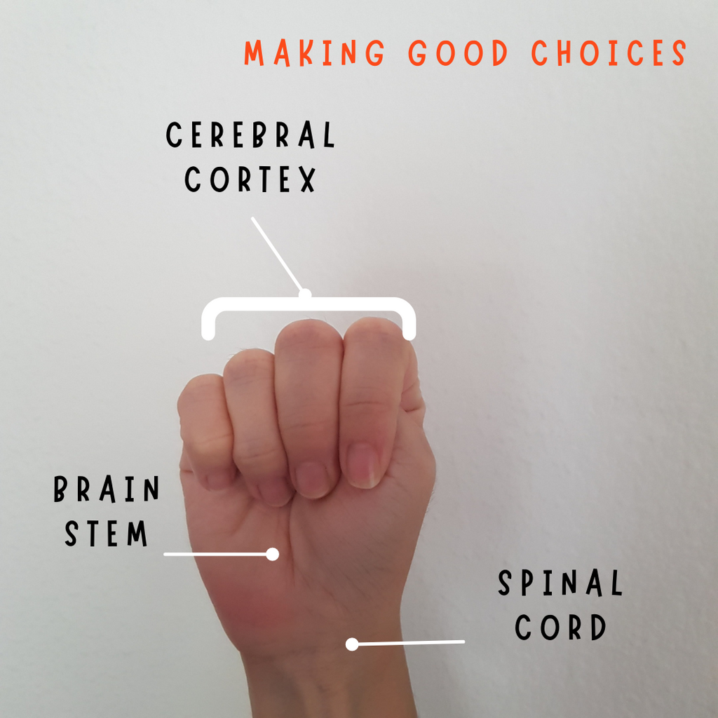 Understanding Emotional Regulation using the Hand Brain Model