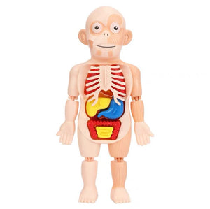 Human Body Dissection Model