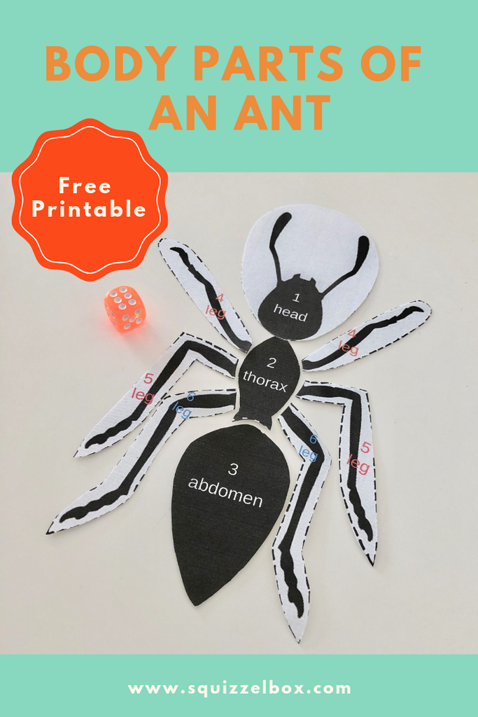 Rainforest Extension Activity - Body Parts of an Ant Game & Song