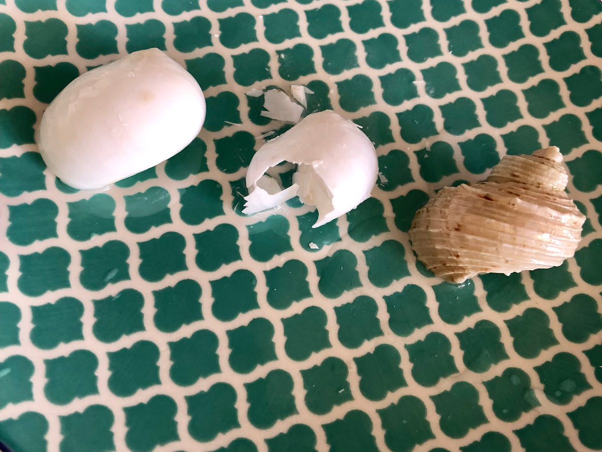 Dissolve a Seashell Experiment β Squizzel Box